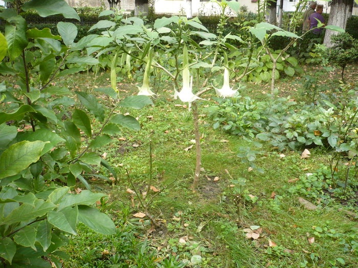 P1010098 - Brugmansia in gradina