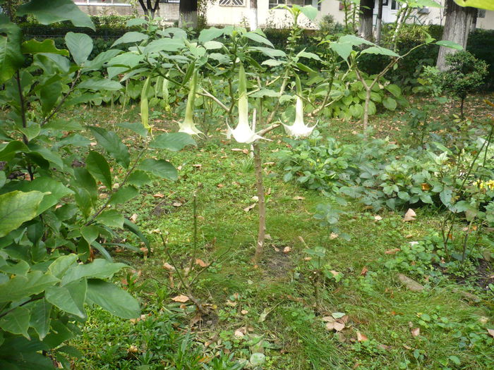 P1010101 - Brugmansia in gradina