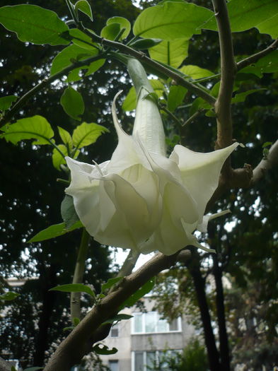 P1010102 - Brugmansia in gradina