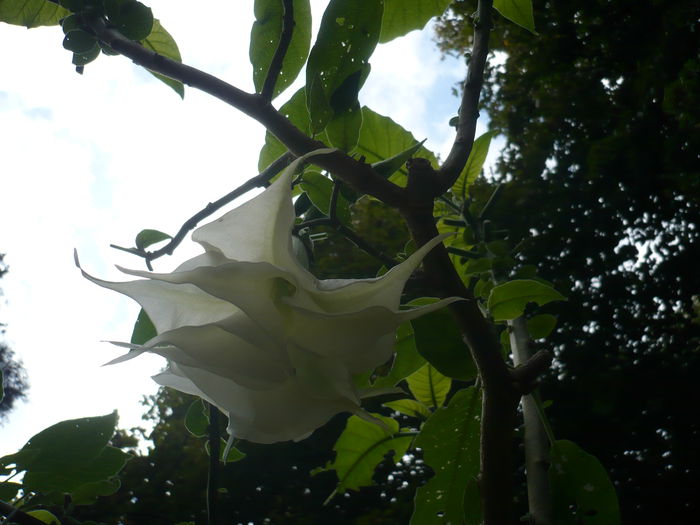 P1010103 - Brugmansia in gradina