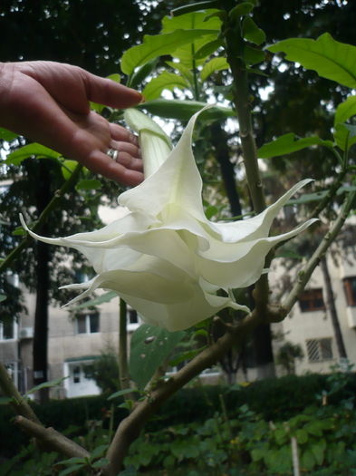 P1010106 - Brugmansia in gradina