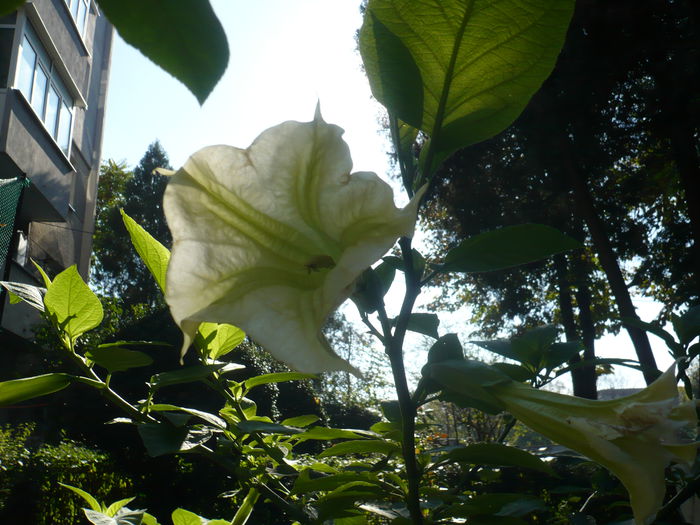 P1010148 - Brugmansia in gradina