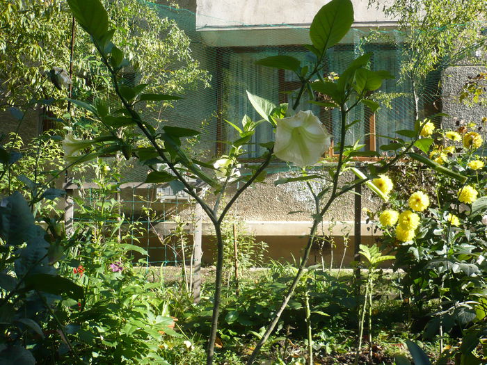 P1010149 - Brugmansia in gradina