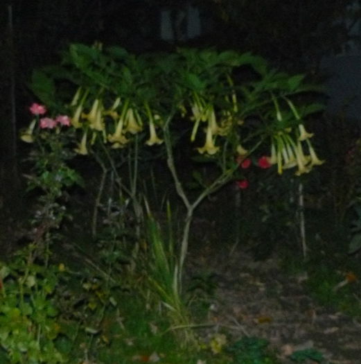 P1030342 - Brugmansia in gradina