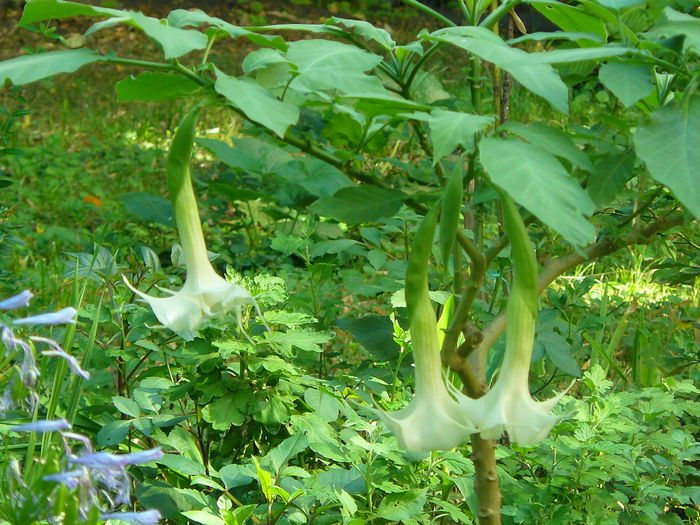 P1030624 - Brugmansia in gradina