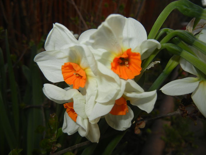 Narcissus Geranium (2015, April 07) - Narcissus Geranium