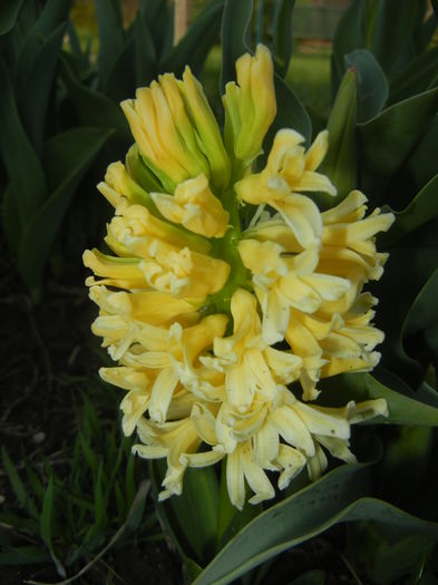 Hyacinth Yellow Queen (2015, April 07)