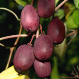 kiwi purpurna sadowa 30 - ARBUSTI FRUCTIFERI