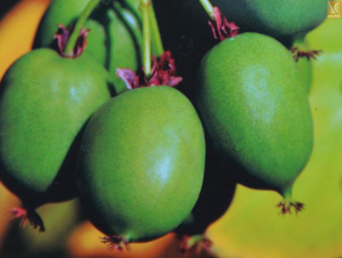 kiwi rogow 30 - ARBUSTI FRUCTIFERI