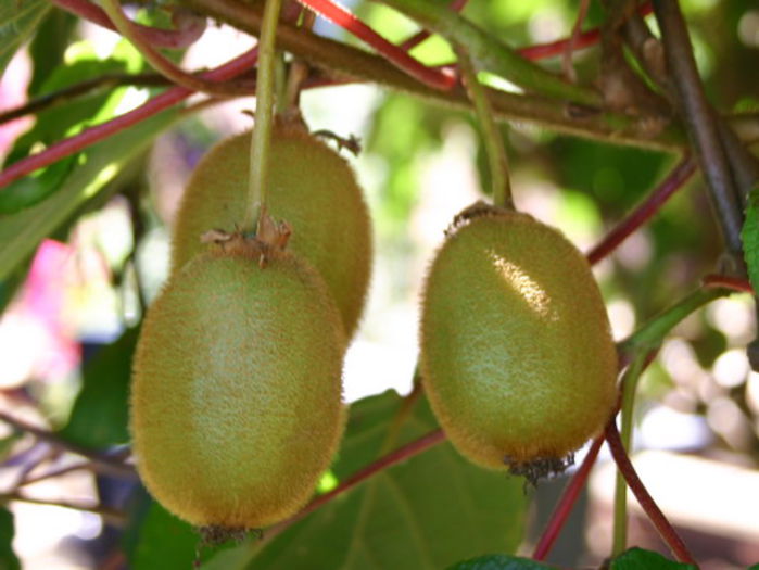 kiwi solo  autofertil - ARBUSTI FRUCTIFERI