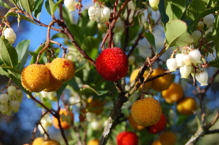 arbutus-unedo-30 - ARBUSTI FRUCTIFERI