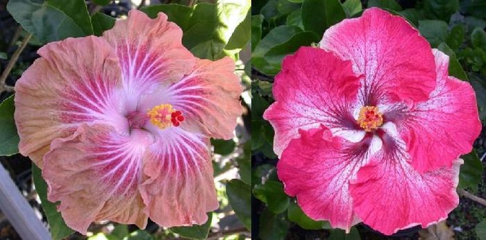 Hibiscus [Earli American & black Dragon] & Creolle Belle - Hibicus tropical_colectie