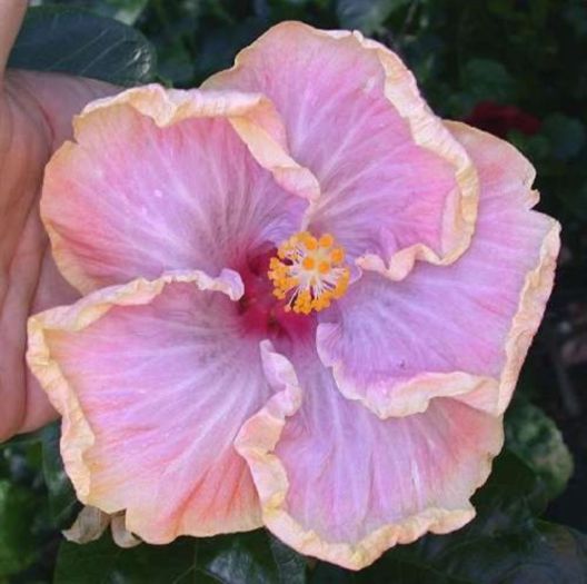 Hibiscus [Moorea Miss Spoken & Tahitian Moon]& unknown - Hibicus tropical_colectie