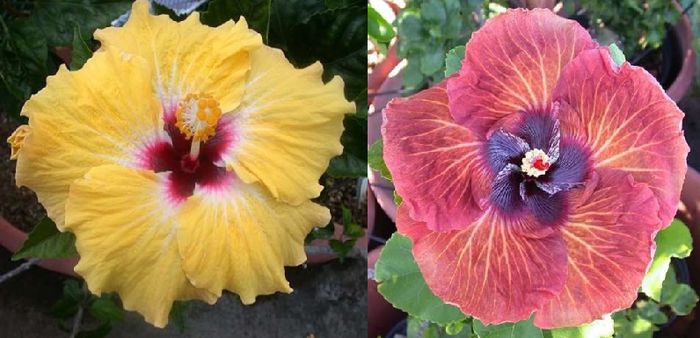 Hibiscus Baby Yellow & Tahitian Bronze Odyssey - Hibicus tropical_colectie