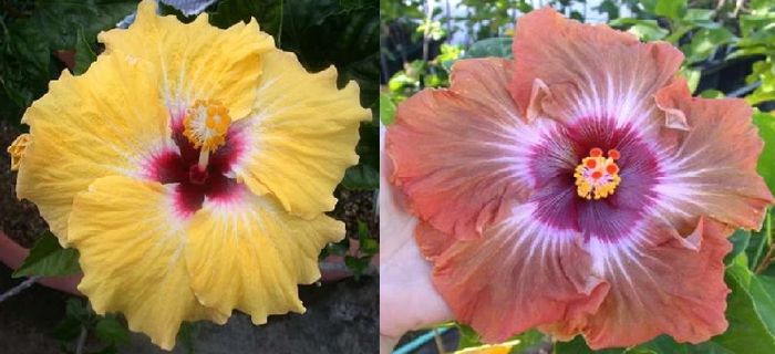 Hibiscus Baby Yellow & Tahitian Brown Starburst - Hibicus tropical_colectie