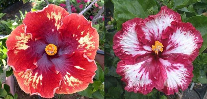 Hibiscus Hartbreak Hotel & Red Nova - Hibicus tropical_colectie