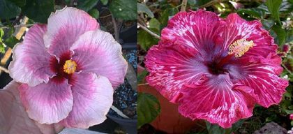 Hibiscus Smokey Mountain & Tahitian Purple Splendor - Hibicus tropical_colectie