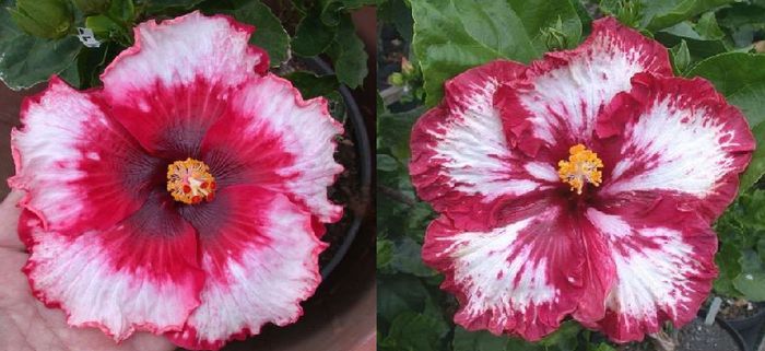 Hibiscus Strawberry Fiels Forever & Tahitian Red Nova - Hibicus tropical_colectie