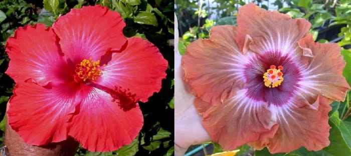 Hibiscus Tahiti Red & Tahitian Brown Starburst - Hibicus tropical_colectie