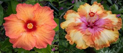 Hibiscus Tahitian Aztec Orange & Tahitian Butterscotch Beauty - Hibicus tropical_colectie