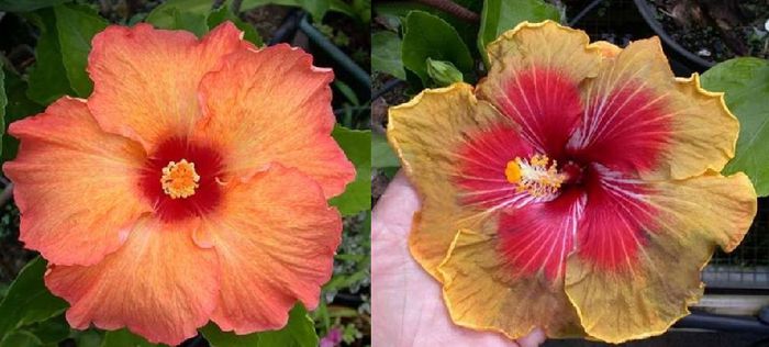 Hibiscus Tahitian Aztec Orange& Tahitian Autumn Odyssey - Hibicus tropical_colectie
