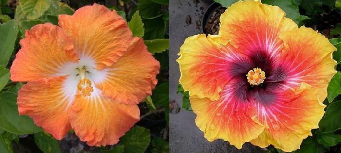 Hibiscus Tahitian Bright Eyes & Tahitian Lion King 