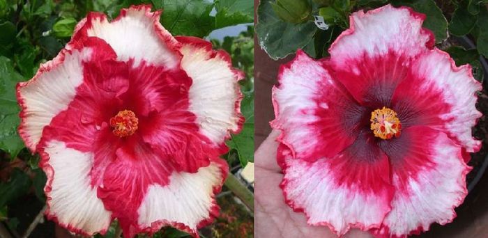 Hibiscus Tahitian Cherry Star  & Strawberry Fields Forever - Hibicus tropical_colectie