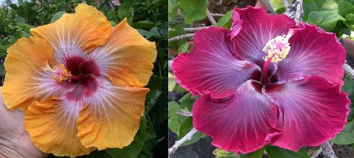 Hibiscus Tahitian Desert Amber & Black Dragon - Hibicus tropical_colectie