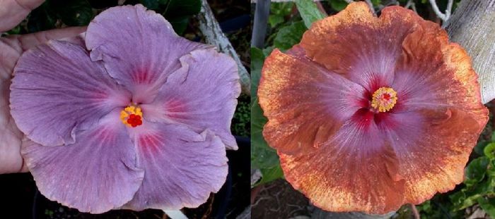 Hibiscus Tahitian Lavander Eyelashes & Tahitian Sophistication