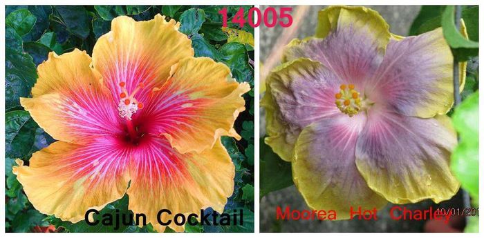 Hibiscus Cajun Cocktail & Moorea Hot Charley - Hibicus tropical_colectie