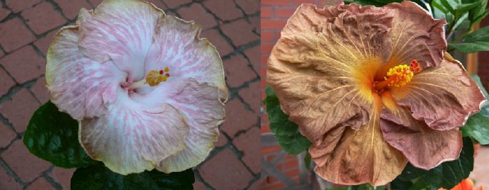 Hibiscus Faded Dreams & Topaz Glory