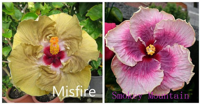 Hibiscus Moorea Misfire &  Smokey Mountain - Hibicus tropical_colectie