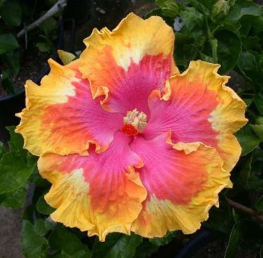 Hibiscus The Path & unknown - Hibicus tropical_colectie