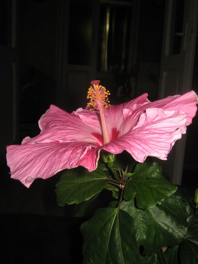 Picture My plants 2639