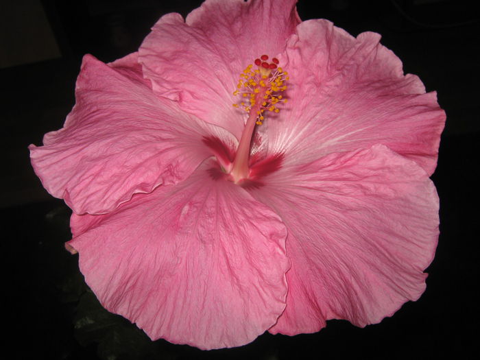 Picture My plants 2643