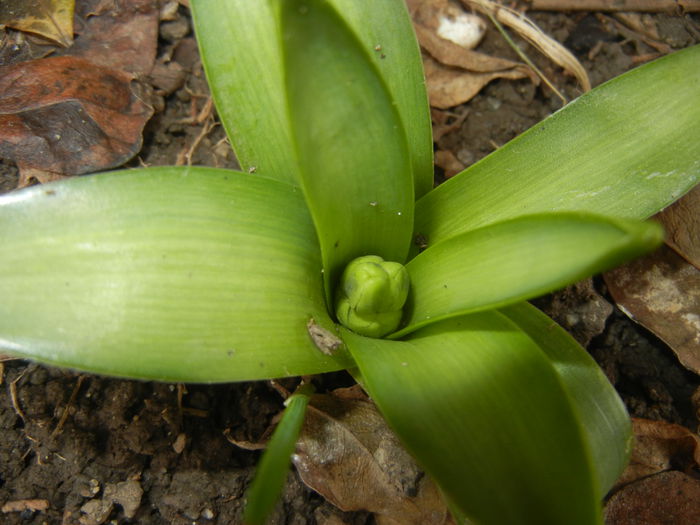 Hyacinth bud (2015, March 05) - 03 Garden in March