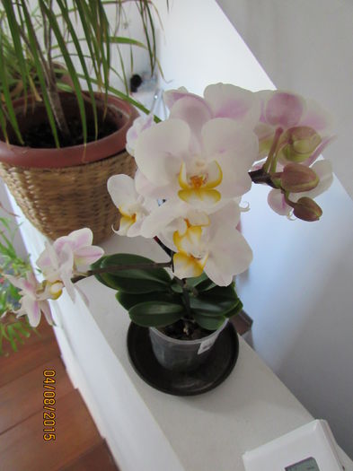 IMG_0165 - phalenopsis