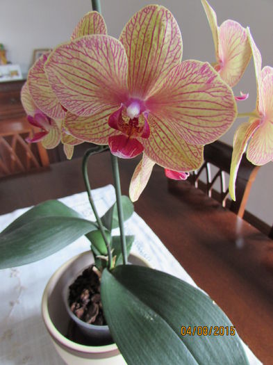 IMG_0167 - phalenopsis