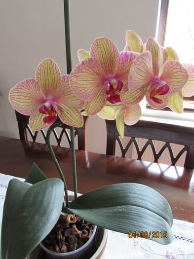 IMG_0168 - phalenopsis