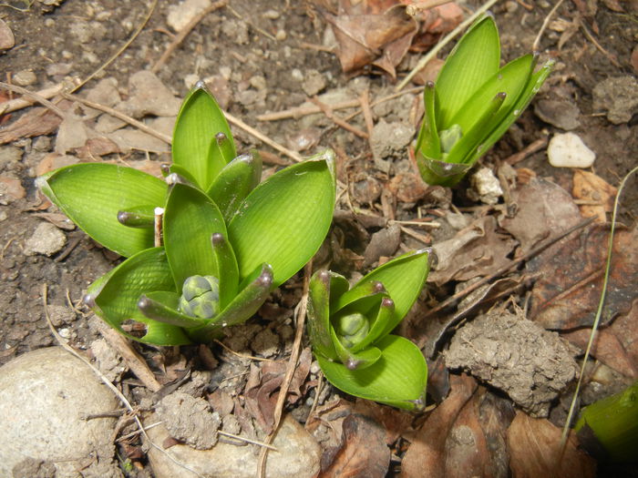 Hyacinth buds (2015, March 05) - 03 Garden in March