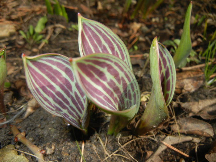 Tulip leaves (2015, March 03) - 03 Garden in March