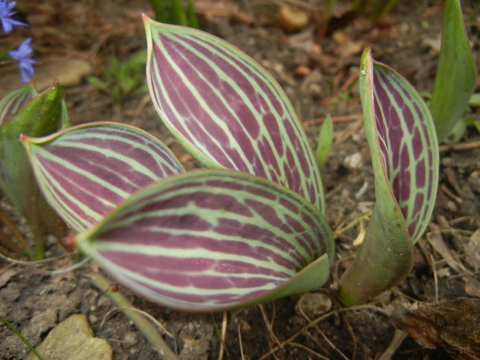 Tulip leaves (2015, March 03) - 03 Garden in March