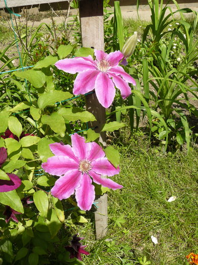 Clematita Dr. Ruppel