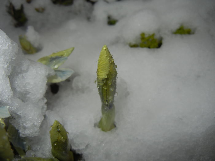 Snow on Irises (2015, March 06) - 03 Garden in March