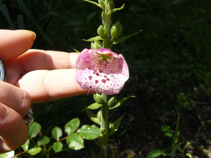 Digitalis