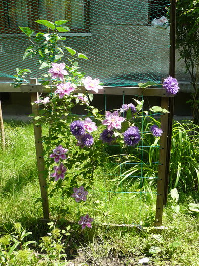 Clematita Piilu