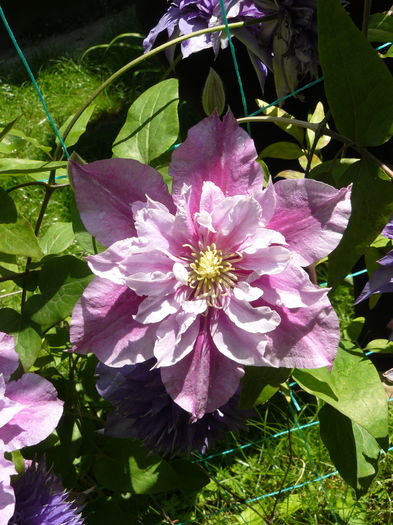 Aceeasi Piilu floare batuta