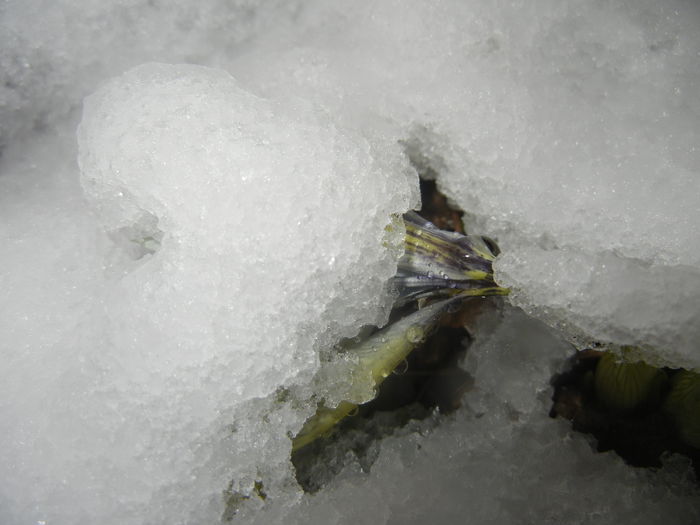 Snow on Irises (2015, March 06) - 03 Garden in March