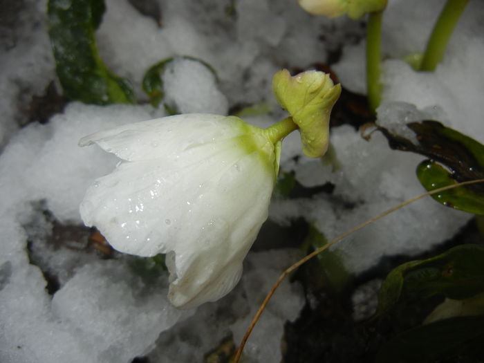Snow on Helleborus (2015, March 06)