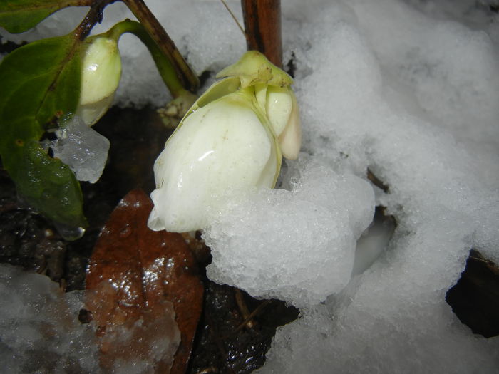 Snow on Helleborus (2015, March 06)
